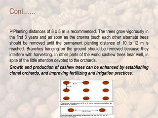 Cont.….. 
Planting distances of 8 x 5 m is recommended. The trees grow vigorously in 
the first 3 years and as soon as the crowns touch each other alternate trees 
should be removed until the permanent planting distance of 10 to 12 m is 
reached. Branches hanging on the ground should be removed because they 
interfere with harvesting. In other parts of the world cashew trees bear well, in 
spite of the little attention devoted to the orchards. 
Growth and production of cashew trees can be enhanced by establishing 
clonal orchards, and improving fertilizing and irrigation practices. 
 