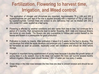 Fertilization, Flowering to harvest time, 
Irrigation, and Weed control. 
 The application of nitrogen and phosphate are important. Approximately 75 g LAN and 200 g 
superphosphate per year age of the tree is applied annually with a maximum of 750 g LAN and 2 
kg superphosphate. Cashew trees are subject to zinc deficiency that can be treated with 200 g 
zinc oxide/100 l water applied as a leaf spray. 
 Flowering is affected by weather conditions and also varies from tree to tree, but continues for a 
period of 3 months. High temperatures lead to earlier flowering. Both male and bisexual flowers 
are borne on one cluster. The flowers are very susceptible to mildew and control thereof on the 
leaves and flowers is a prerequisite for good production. 
 Pollination is mostly by insects. After pollination it takes 6 to 8 weeks for the fruit to develop. The 
nut develops first while the apple develops and enlarges only 2 weeks before fruit fall. Nuts should 
be harvested as soon as possible, especially under wet conditions and should be dried before 
storage. 
 Irrigation is important during establishment of young trees because it doubles the growth tempo of 
young trees in a dry season. Due to the deep root system the trees can survive several months 
without irrigation. Mature trees should receive 1 800 l of water per tree every 2 weeks. 
 Grass strips in the inter-rows between the tree lines are ideal to prevent erosion and should be cut 
regularly. 
 