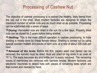 Processing of Cashew Nut 
The objective of cashew processing is to extract the healthy, tasty kernel from 
the raw nut in the shell. Most modern factories are designed to obtain the 
maximum number of whole nuts and as much shell oil as possible. Processing 
can be subdivided into a series of steps. 
Drying: Harvested nuts are dried in the sun for a few days. Properly dried 
nuts can be stored for 2 years before being shelled. 
Shelling: This is the most difficult operation in cashew processing. In India 
shelling is mostly done by cheap female labour. Shelling is carried out by using 
special wooden mallets and pieces of bent wire, at a rate of about 200 nuts per 
hour. 
Removal of the testa: Before the thin, papery seed coat (testa) can be 
removed, the kernels must be dried. Nuts are dried on big racks in an oven at 
70 °c. The testa becomes dry and brittle and is easily removed. The remaining 
traces of membrane are removed with bamboo knives. Modern factories use 
electronic machines to detect nuts with pieces of remaining testa which are 
then sorted and cleaned by hand. 
 