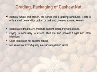 Grading, Packaging of Cashew Nut 
 Kernels, whole and broken, are sorted into 6 grading schedules. There is 
only a small demand for broken or dark and unevenly roasted kernels. 
• Kernels are dried to 3 % moisture content before they are packed. 
• Drying is necessary to extend shelf life and prevent fungal and other 
infections. 
• Dried kernels do not become rancid. 
• Nut kernels of export quality are vacuum packed in tins. 
 