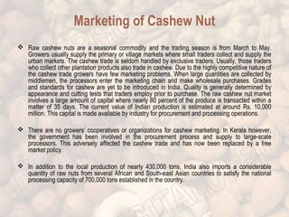 Marketing of Cashew Nut 
 Raw cashew nuts are a seasonal commodity and the trading season is from March to May. 
Growers usually supply the primary or village markets where small traders collect and supply the 
urban markets. The cashew trade is seldom handled by exclusive traders. Usually, those traders 
who collect other plantation products also trade in cashew. Due to the highly competitive nature of 
the cashew trade growers have few marketing problems. When large quantities are collected by 
middlemen, the processors enter the marketing chain and make wholesale purchases. Grades 
and standards for cashew are yet to be introduced in India. Quality is generally determined by 
appearance and cutting tests that traders employ prior to purchase. The raw cashew nut market 
involves a large amount of capital where nearly 80 percent of the produce is transacted within a 
matter of 35 days. The current value of Indian production is estimated at around Rs. 10,000 
million. This capital is made available by industry for procurement and processing operations. 
 There are no growers’ cooperatives or organizations for cashew marketing. In Kerala however, 
the government has been involved in the procurement process and supply to large-scale 
processors. This adversely affected the cashew trade and has now been replaced by a free 
market policy. 
 In addition to the local production of nearly 430,000 tons, India also imports a considerable 
quantity of raw nuts from several African and South-east Asian countries to satisfy the national 
processing capacity of 700,000 tons established in the country. 
 