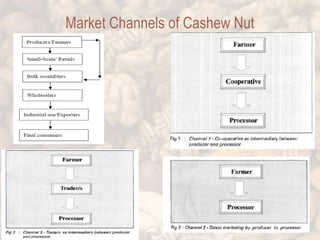 Market Channels of Cashew Nut 
 