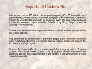 Exports of Cashew Nut 
• India earns more than 200 million dollars a year by exporting 40 to 50 thousand tones of 
cashew kernels and the country's trade links are spread over 40 countries. Cashew is a 
craze in the United States which is by far the largest buyer. The other major purchasers 
are the eec countries, Japan, Australia, Canada, Hong Kong, Singapore and the 
countries in the Middle East. 
• Cashew is an excellent choice to grow around the house as a shade tree with healthy 
fruit (apple) and nuts. 
• Nuts determined the eating habits of prehistoric people. Along with berries and brook 
water, nuts followed humanity to civilization. Cashew nuts are packed with proteins, fats 
and vitamins to a high degree. 
• Proteins, the tissue builders in our system, constitutes a large proportion of cashew 
contents. The cashew kernel contains 21 % of vegetable protein. Nutritionally they 
stand on a par with milk, eggs and meat. It also contains a high concentration of much-needed 
amino acids. 
 
