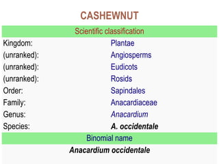 CASHEWNUT 
Scientific classification 
Kingdom: Plantae 
(unranked): Angiosperms 
(unranked): Eudicots 
(unranked): Rosids 
Order: Sapindales 
Family: Anacardiaceae 
Genus: Anacardium 
Species: A. occidentale 
Binomial name 
Anacardium occidentale 
 