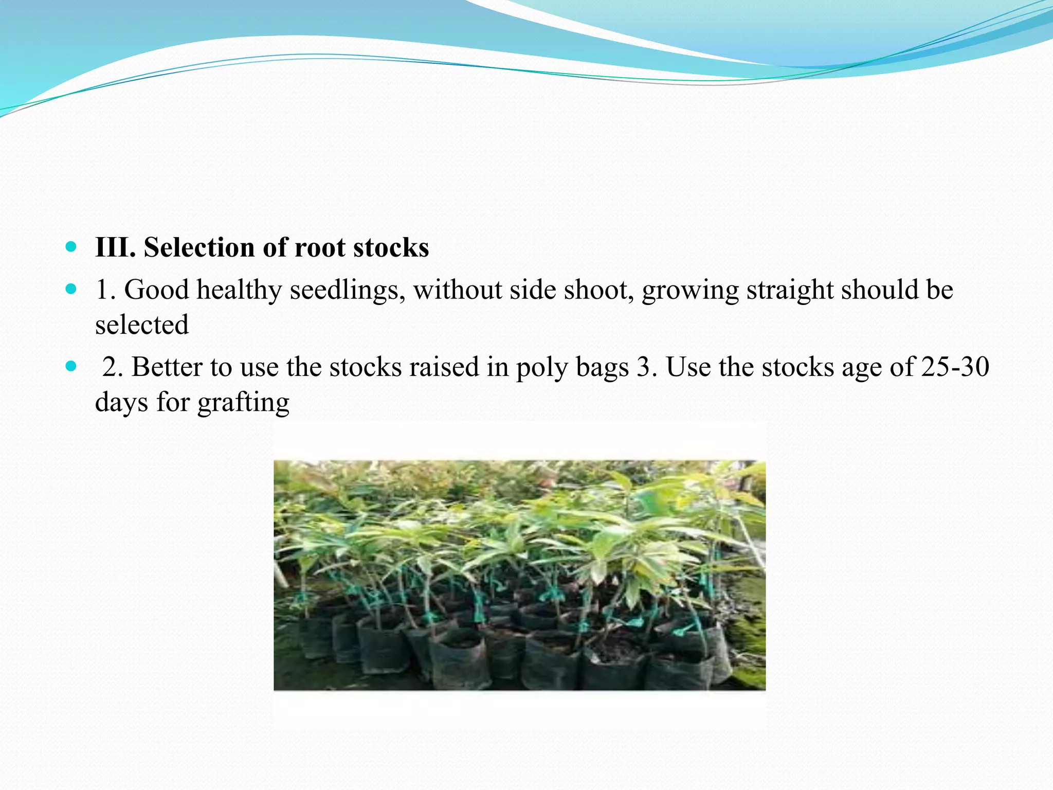  III. Selection of root stocks
 1. Good healthy seedlings, without side shoot, growing straight should be
selected
 2. Better to use the stocks raised in poly bags 3. Use the stocks age of 25-30
days for grafting
 