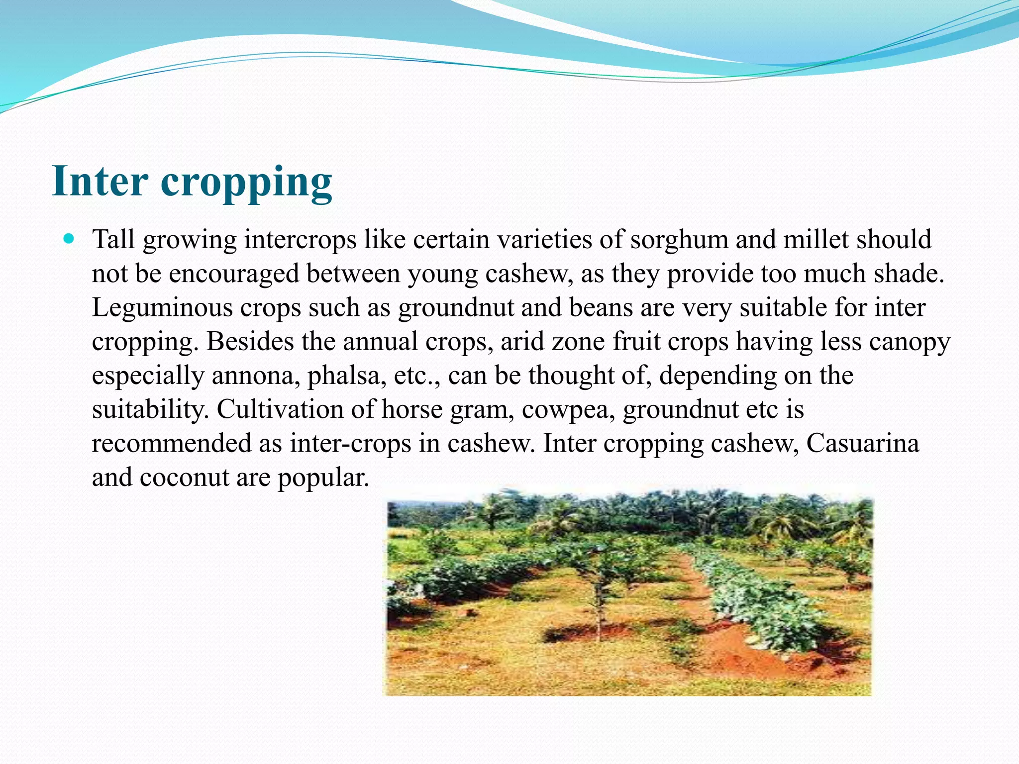 Inter cropping
 Tall growing intercrops like certain varieties of sorghum and millet should
not be encouraged between young cashew, as they provide too much shade.
Leguminous crops such as groundnut and beans are very suitable for inter
cropping. Besides the annual crops, arid zone fruit crops having less canopy
especially annona, phalsa, etc., can be thought of, depending on the
suitability. Cultivation of horse gram, cowpea, groundnut etc is
recommended as inter-crops in cashew. Inter cropping cashew, Casuarina
and coconut are popular.
 