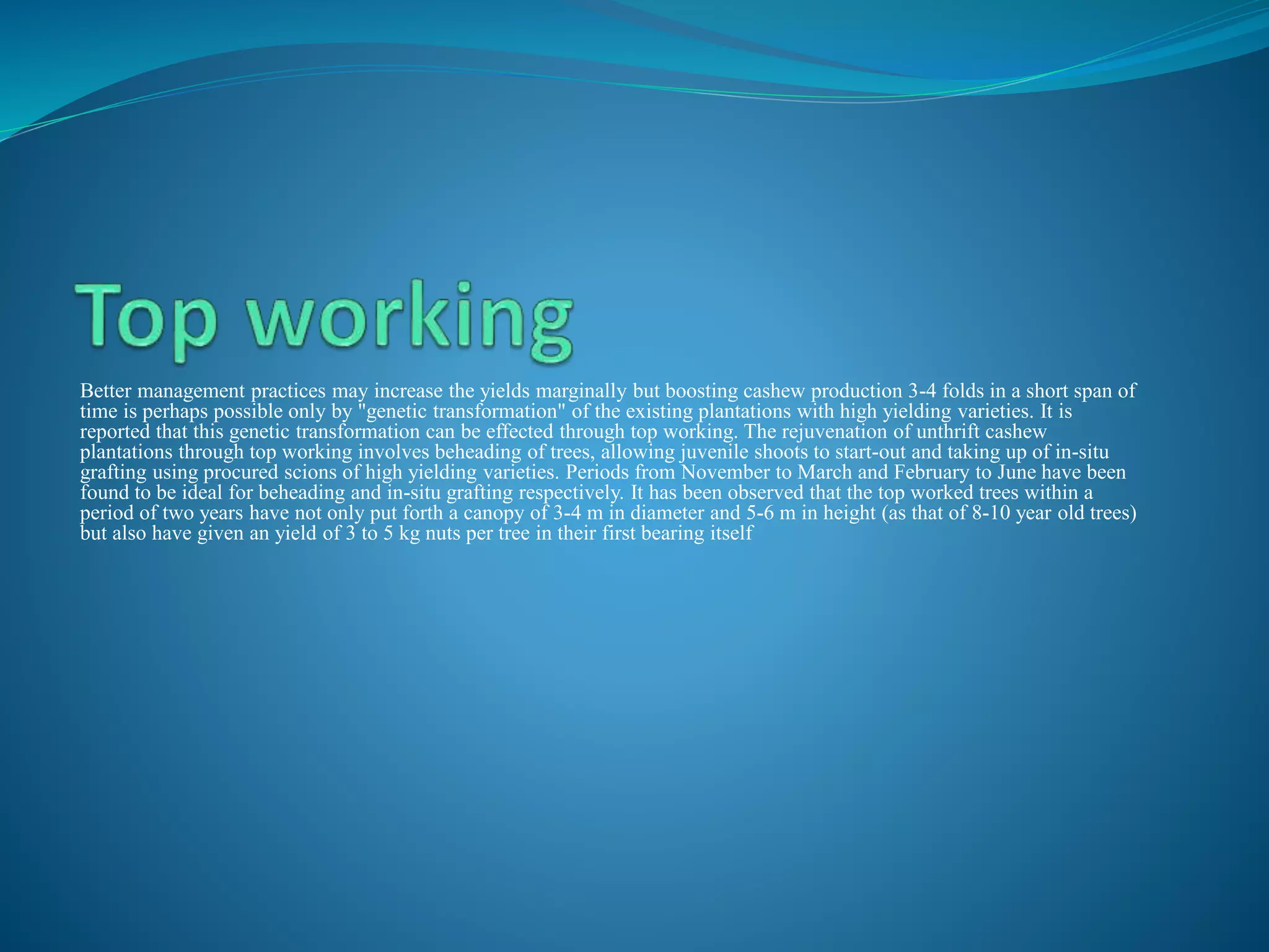 Better management practices may increase the yields marginally but boosting cashew production 3-4 folds in a short span of
time is perhaps possible only by "genetic transformation" of the existing plantations with high yielding varieties. It is
reported that this genetic transformation can be effected through top working. The rejuvenation of unthrift cashew
plantations through top working involves beheading of trees, allowing juvenile shoots to start-out and taking up of in-situ
grafting using procured scions of high yielding varieties. Periods from November to March and February to June have been
found to be ideal for beheading and in-situ grafting respectively. It has been observed that the top worked trees within a
period of two years have not only put forth a canopy of 3-4 m in diameter and 5-6 m in height (as that of 8-10 year old trees)
but also have given an yield of 3 to 5 kg nuts per tree in their first bearing itself
 