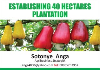 ESTABLISHING 40 HECTARES
PLANTATION
By
Sotonye Anga
Agribusiness Strategist
anga4000@yahoo.com 08035253957Tel:
 