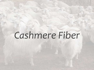 Cashmere Fiber
 