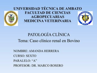 UNIVERSIDAD TÉCNICA DE AMBATO
FACULTAD DE CIENCIAS
AGROPECUARIAS
MEDICINA VETERINARIA
PATOLOGÍA CLÍNICA
Tema: Caso clínico renal en Bovino
NOMBRE: AMANDA HERRERA
CURSO: SEXTO
PARALELO: “A”
PROFESOR: DR. MARCO ROSERO
 