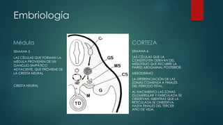 Embriología
Médula
SEMANA 5
LAS CÉLULAS QUE FORMAN LA
MÉDULA PROVIENEN DE UN
GANGLIO SIMPÁTICO
ADYACENTE, QUE PROVIENE DE
LA CRESTA NEURAL
CRESTA NEURAL
CORTEZA
SEMANA 6
LAS CÉLULAS QUE LA
CONSTITUYEN DERIVAN DEL
MESOTELIO QUE RECUBRE LA
PARED ABDOMINAL POSTERIOR.
MESODERMO
LA DIFERENCIACIÓN DE LAS
ZONAS COMIENZA A FINALES
DEL PERIODO FETAL.
AL NACIMIENTO LAS ZONAS
GLOMERULAR Y FASICULADA SE
OBSERVAN, MIENTRAS QUE LA
RETICULADA SE ONBSERVA
HASTA FINALES DEL TERCER
AÑO DE VIDA.
 