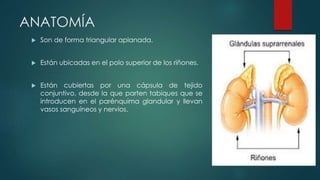 ANATOMÍA
 Son de forma triangular aplanada.
 Están ubicadas en el polo superior de los riñones.
 Están cubiertas por una cápsula de tejido
conjuntivo, desde la que parten tabiques que se
introducen en el parénquima glandular y llevan
vasos sanguíneos y nervios.
 