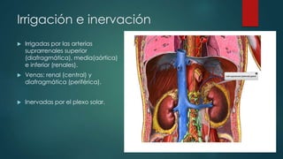 Irrigación e inervación
 Irrigadas por las arterias
suprarrenales superior
(diafragmática), media(aórtica)
e inferior (renales).
 Venas: renal (central) y
diafragmática (periférica).
 Inervadas por el plexo solar.
 