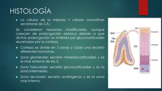 HISTOLOGÍA
 La células de la médula = células cromafines
secretoras de CA.:
Se consideran neuronas modificadas, aunque
carecen de prolongación axónica debido a que
dichas prolongación es inhibida por glucocorticoides
secretados por la corteza.
 Corteza se divide en 3 zonas y cada una secreta
diferentes hormonas:
 Zona glomerular: secreta mineralocorticoides y es
la mas externa de las 3.
 Zona fasiculada: secreta glucocorticoides y es la
zona intermedia.
 Zona reculada: secreta andrógenos y es la zona
mas interna.
 