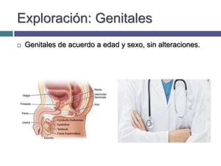 Exploración: Genitales
 Genitales de acuerdo a edad y sexo, sin alteraciones.
 