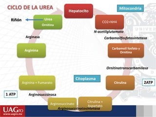 CICLO DE LA UREA Hepatocito
CO2+NH4
Carbamoil fosfato y
Ornitina
Citrulina
Citrulina +
Aspartato
Arginosuccinato
Arginina + Fumarato
Arginina
Urea
Ornitina
N-acetilglutamato
Carbamoilfosfatosintetasa
Ornitinatranscarbamilasa
2ATP
Citoplasma
Arginasa
Arginosuccsinasa
Arginosuccsinatosintetasa
Riñón
Mitocondria
1 ATP
 