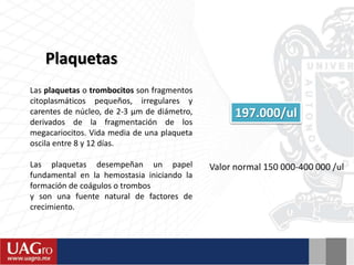 Plaquetas
197.000/ul
Valor normal 150 000-400 000 /ul
Las plaquetas o trombocitos son fragmentos
citoplasmáticos pequeños, irregulares y
carentes de núcleo, de 2-3 µm de diámetro,
derivados de la fragmentación de los
megacariocitos. Vida media de una plaqueta
oscila entre 8 y 12 días.
Las plaquetas desempeñan un papel
fundamental en la hemostasia iniciando la
formación de coágulos o trombos
y son una fuente natural de factores de
crecimiento.
 