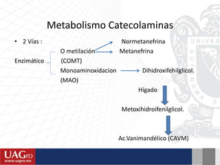 Metabolismo Catecolaminas
• 2 Vías : Normetanefrina
O metilación Metanefrina
Enzimático (COMT)
Monoaminoxidacion Dihidroxifehilglicol.
(MAO)
Hígado
Metoxihidroifenilglicol.
Ac.Vanimandélico (CAVM)
 