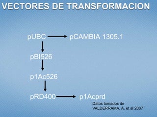 Estudio de libertad de operación para líneas transgénicas de papa y de arroz hechas en Colombia: Avances 