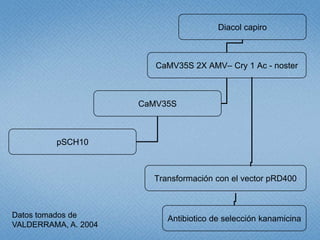 Estudio de libertad de operación para líneas transgénicas de papa y de arroz hechas en Colombia: Avances 