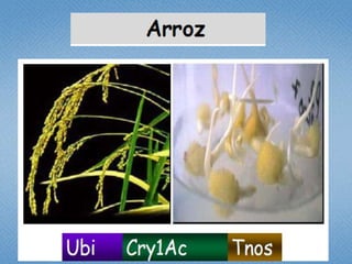 Estudio de libertad de operación para líneas transgénicas de papa y de arroz hechas en Colombia: Avances 