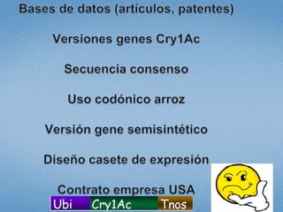 Estudio de libertad de operación para líneas transgénicas de papa y de arroz hechas en Colombia: Avances 