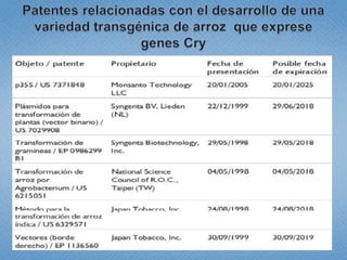Estudio de libertad de operación para líneas transgénicas de papa y de arroz hechas en Colombia: Avances 