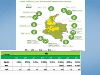 Estudio de libertad de operación para líneas transgénicas de papa y de arroz hechas en Colombia: Avances 