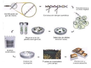 Estudio de libertad de operación para líneas transgénicas de papa y de arroz hechas en Colombia: Avances 