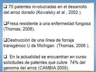 Estudio de libertad de operación para líneas transgénicas de papa y de arroz hechas en Colombia: Avances 