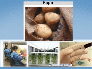 Estudio de libertad de operación para líneas transgénicas de papa y de arroz hechas en Colombia: Avances 