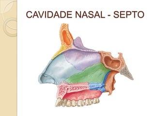 CAVIDADE NASAL - SEPTO
 
