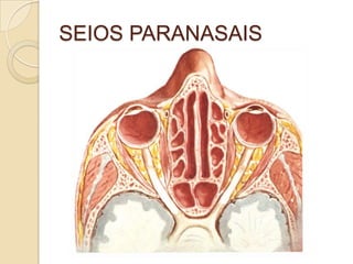 SEIOS PARANASAIS
 