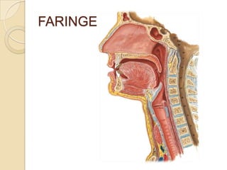 FARINGE
 