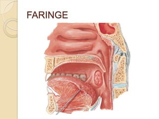 FARINGE
 