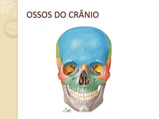 OSSOS DO CRÂNIO
 