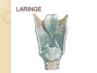 LARINGE
 