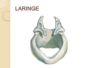 LARINGE
 