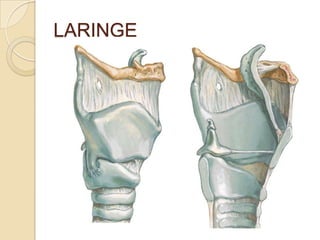 LARINGE
 