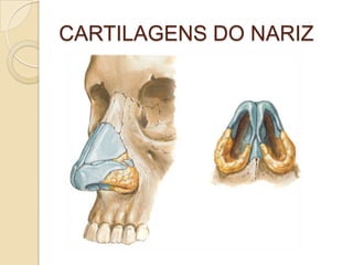 CARTILAGENS DO NARIZ
 