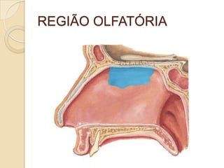 REGIÃO OLFATÓRIA
 