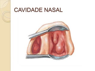 CAVIDADE NASAL
 