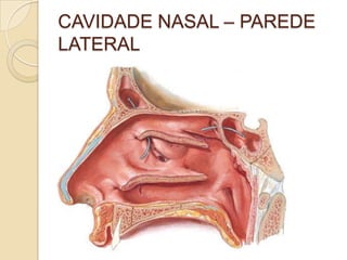 CAVIDADE NASAL – PAREDE
LATERAL
 
