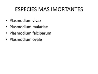 ESPECIES MAS IMORTANTES
• Plasmodium vivax
• Plasmodium malariae
• Plasmodium falciparum
• Plasmodium ovale
 