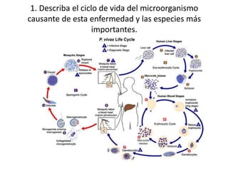 1. Describa el ciclo de vida del microorganismo
causante de esta enfermedad y las especies más
importantes.
 