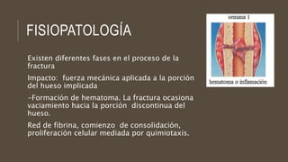 FISIOPATOLOGÍA
Existen diferentes fases en el proceso de la
fractura
Impacto: fuerza mecánica aplicada a la porción
del hueso implicada
-Formación de hematoma. La fractura ocasiona
vaciamiento hacia la porción discontinua del
hueso.
Red de fibrina, comienzo de consolidación,
proliferación celular mediada por quimiotaxis.
 