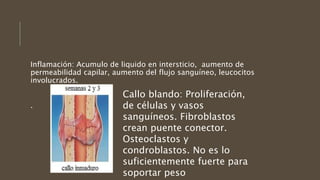 Inflamación: Acumulo de liquido en intersticio, aumento de
permeabilidad capilar, aumento del flujo sanguíneo, leucocitos
involucrados.
.
Callo blando: Proliferación,
de células y vasos
sanguíneos. Fibroblastos
crean puente conector.
Osteoclastos y
condroblastos. No es lo
suficientemente fuerte para
soportar peso
 