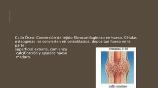 Callo Óseo: Conversión de tejido fibrocartilaginoso en hueso. Células
osteogenas se convierten en osteoblastos, depositan hueso en la
parte
superficial externa, comienza
calcificación y aparece hueso
maduro.
 