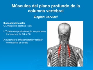 Músculos del plano profundo de la
               columna vertebral
                               Región Cervical
Iliocostal del cuello
O: Angulo de costillas 1 a 5

I: Tubérculos posteriores de los procesos
    transversos de C4 a C6

A: Extensor e Inflexor lateral y rotador
   homolateral de cuello
 