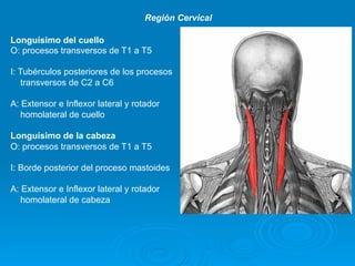 Región Cervical

Longuísimo del cuello
O: procesos transversos de T1 a T5

I: Tubérculos posteriores de los procesos
    transversos de C2 a C6

A: Extensor e Inflexor lateral y rotador
   homolateral de cuello

Longuísimo de la cabeza
O: procesos transversos de T1 a T5

I: Borde posterior del proceso mastoides

A: Extensor e Inflexor lateral y rotador
   homolateral de cabeza
 